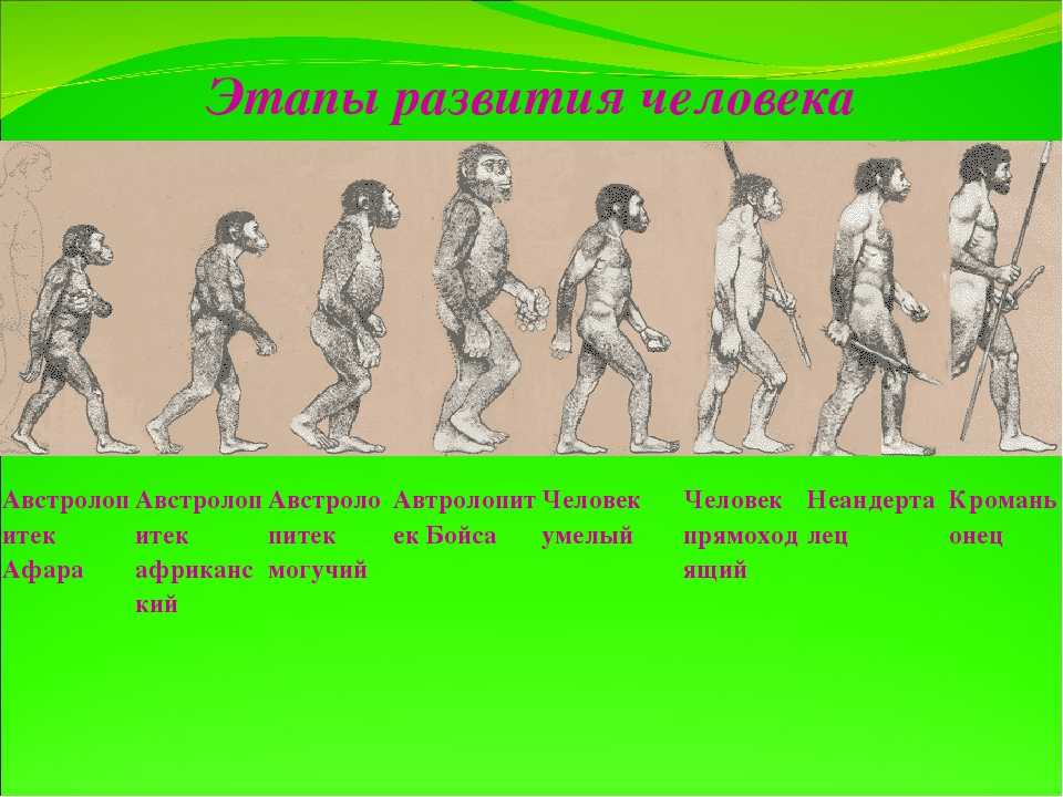 Проект на тему этапы эволюции человека