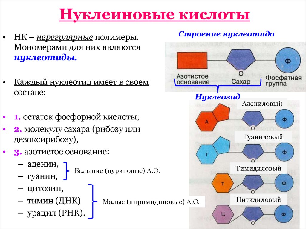 На рисунке изображен нуклеотид являющийся мономером клеточного полимера назовите часть нуклеотида