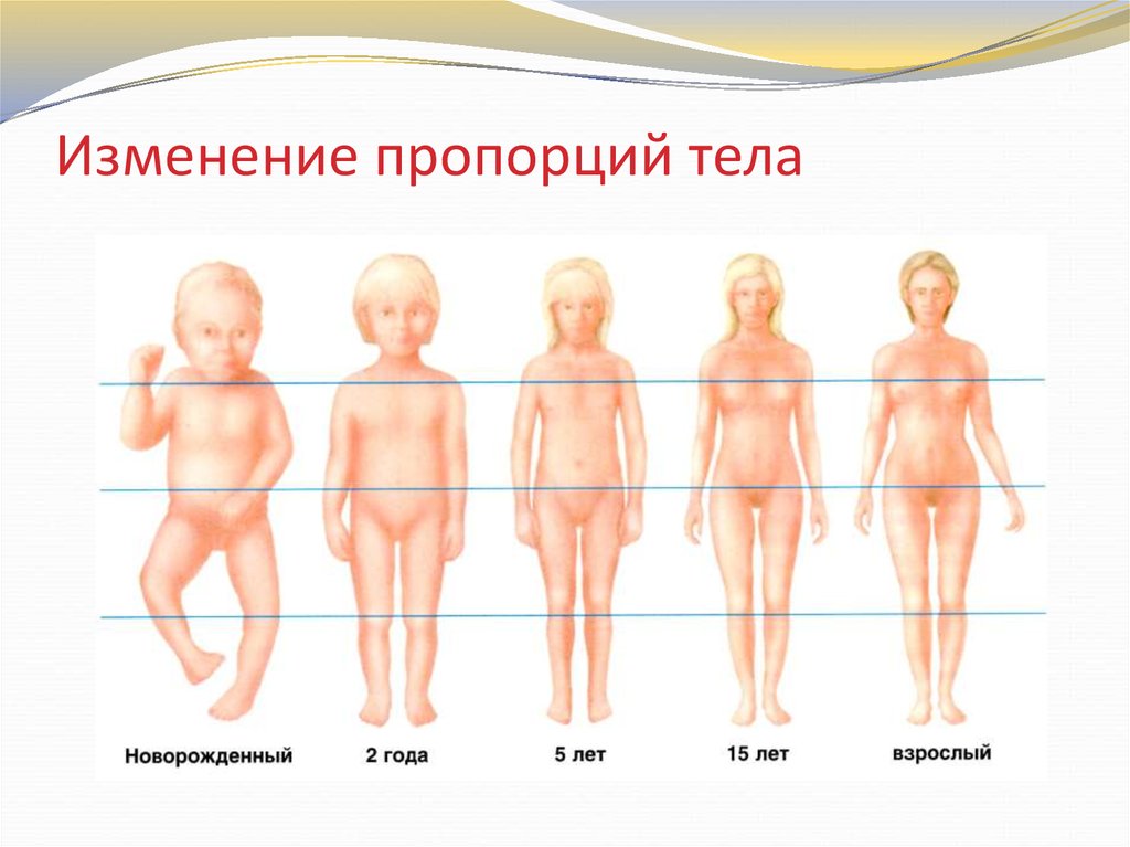 С помощью этих картинок можно увидеть, как меняется фигура девочек в разных возрастных периодах, включая область талии.