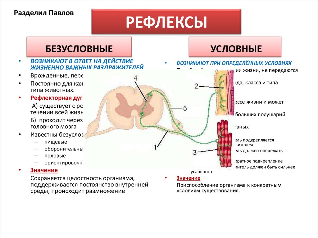 Безусловный рефлекс схема