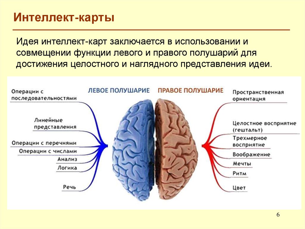 Глядя на картинку выберите те функции за которые отвечает левое полушарие