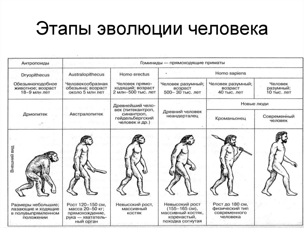 Начальный период развития человека картинка