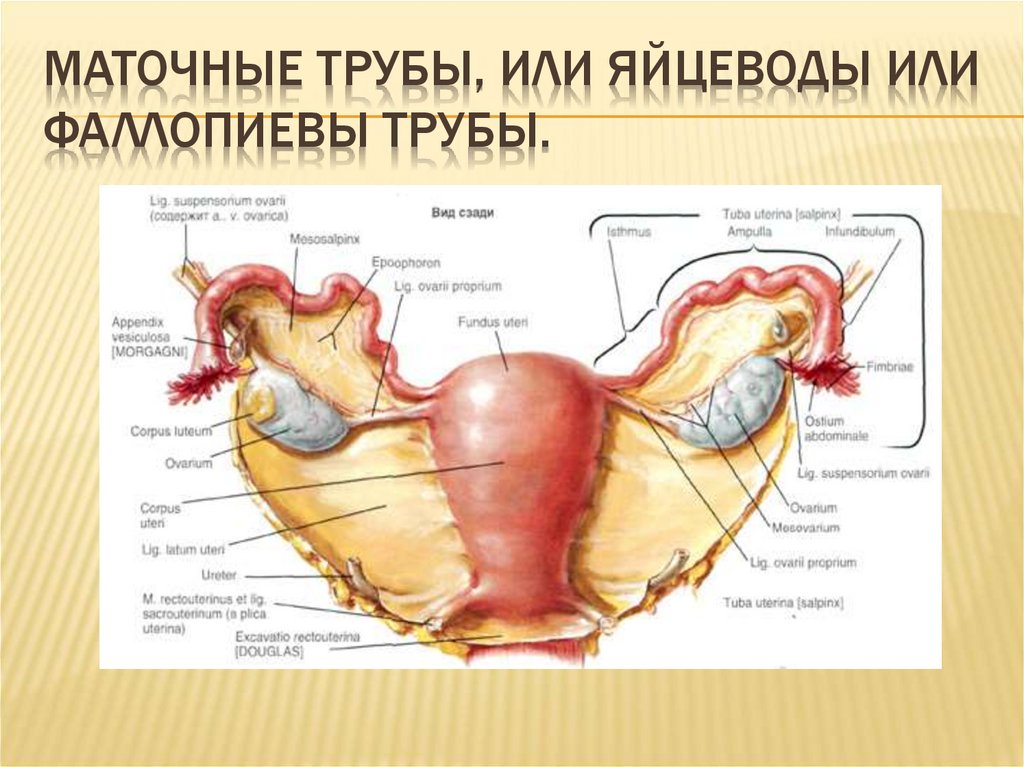 Ovarios multifoliculares
