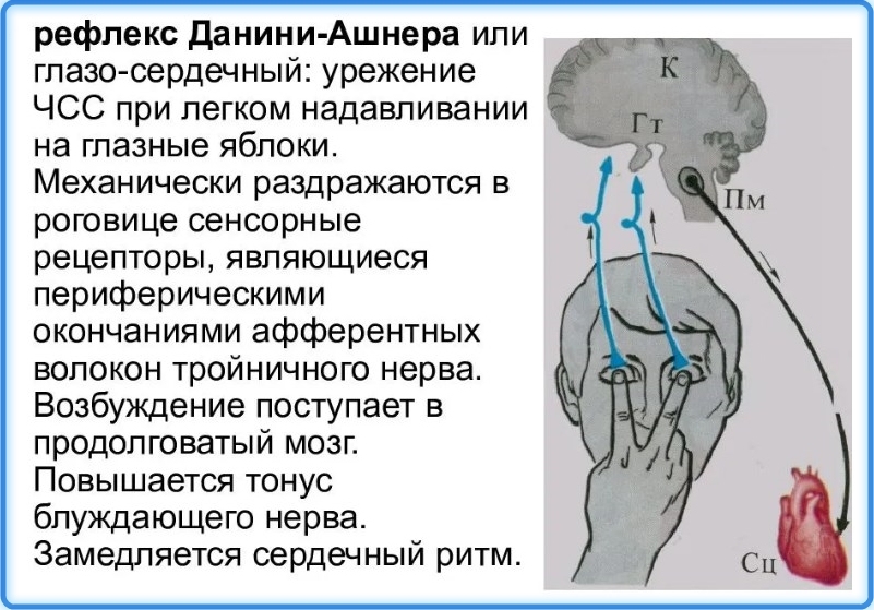 Рефлекс парина схема