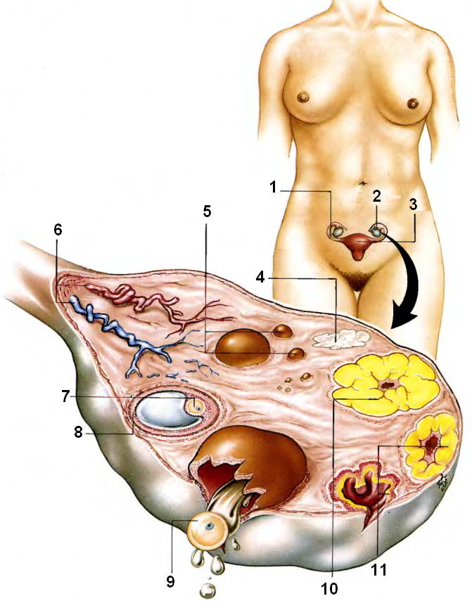Где у женщины находятся яичники в картинках