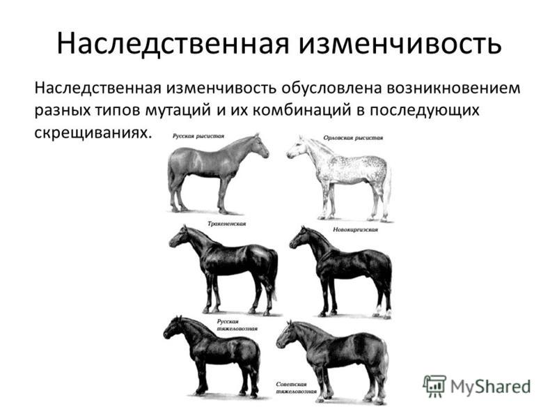 Изменчивость картинки для презентации