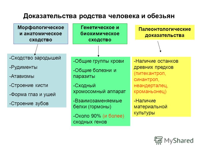 Можно ли по фото определить родство человека