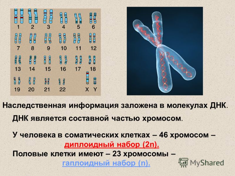 Соматическая клетка сколько хромосом и днк. Набор половых хромосом диплоидный или гаплоидный. Диплоидный набор человека – 46 хромосом. Наборихромосом человека.