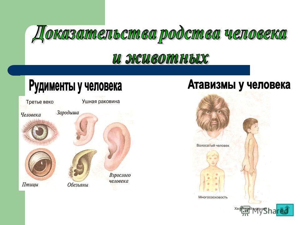 Рудиментарный. Атавизмы и рудименты человека и животных. Рудименты и атавизмы доказательства эволюции. Рудименты и атавизмы схема. Доказательство родства человека и животных рудименты и атавизмы.