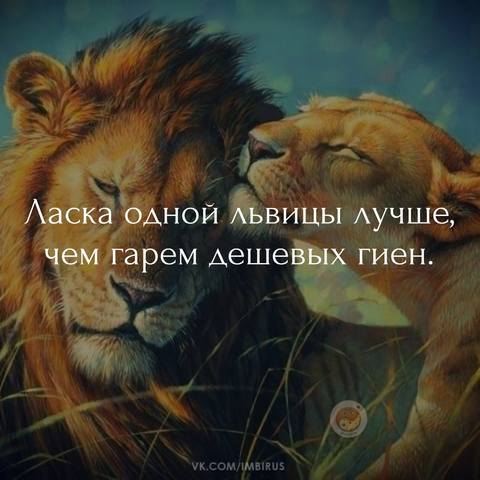 Лев будет твоим. Лев и львица. Лев надпись. Статусы про Льва. Лев цитаты.