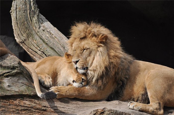 Спокойной ночи мой лев картинки для мужчины