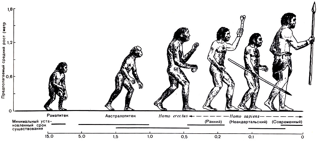 Этапы эволюции человека тест 9 класс. Схема этапы развития эволюции человека\. Стадии антропогенеза схема. Общая схема эволюции гоминидов. Антропогенез стадии эволюции человека.