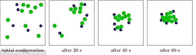 In the experiment, both the original swarm of robots (green), and a learning swarm (blue) arranged themselves. The computer was tasked with identifying which was the original swarm