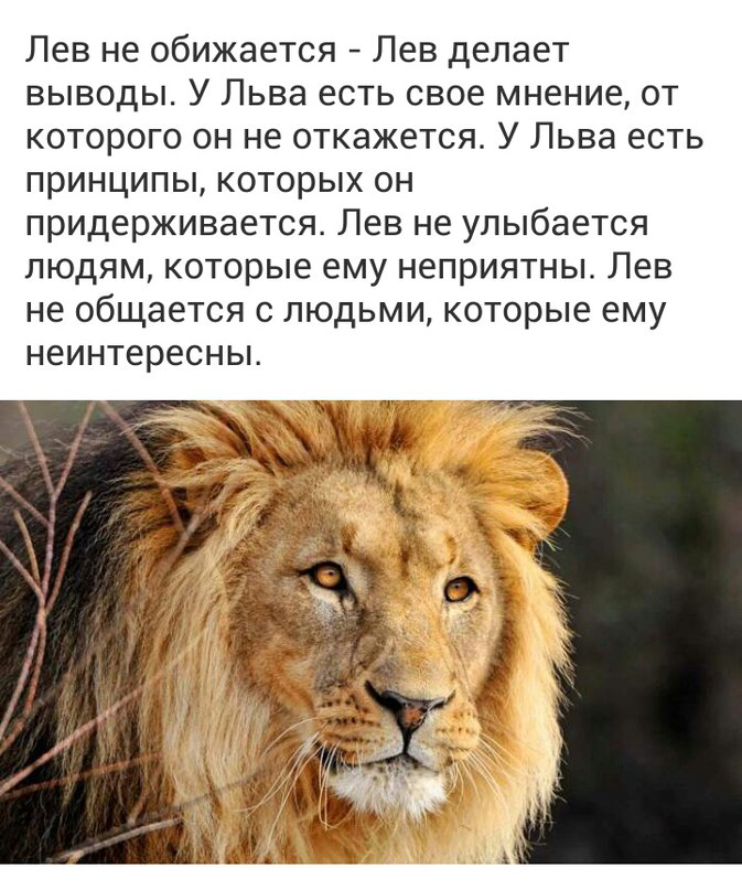 Обижает лев. Лев цитаты. Высказывания про Льва. Высказывания про Львов. Цитаты про Львов.