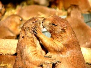 Животные тоже целуются