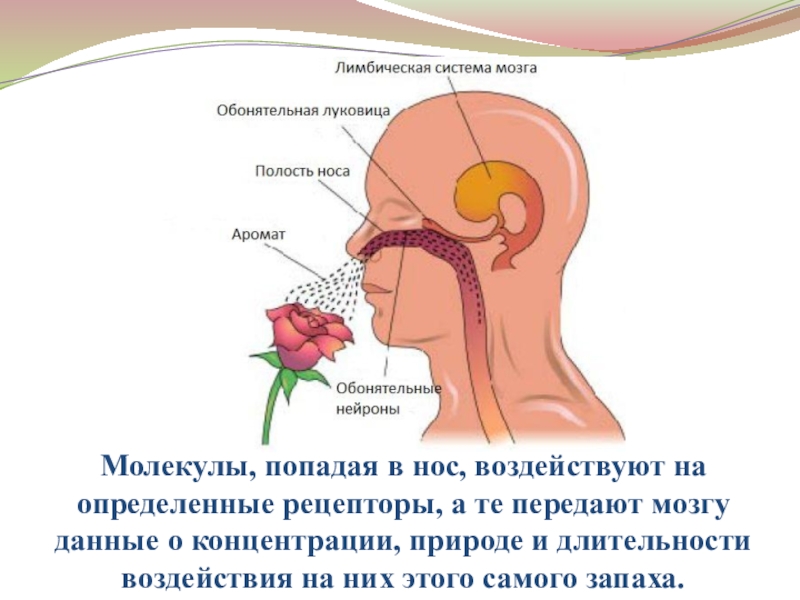 Влияние запахов на эмоции человека проект